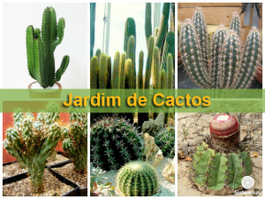 jardim de cactos