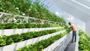 Fazenda Urbana cresce em cobertura no Brooklyn - EUA