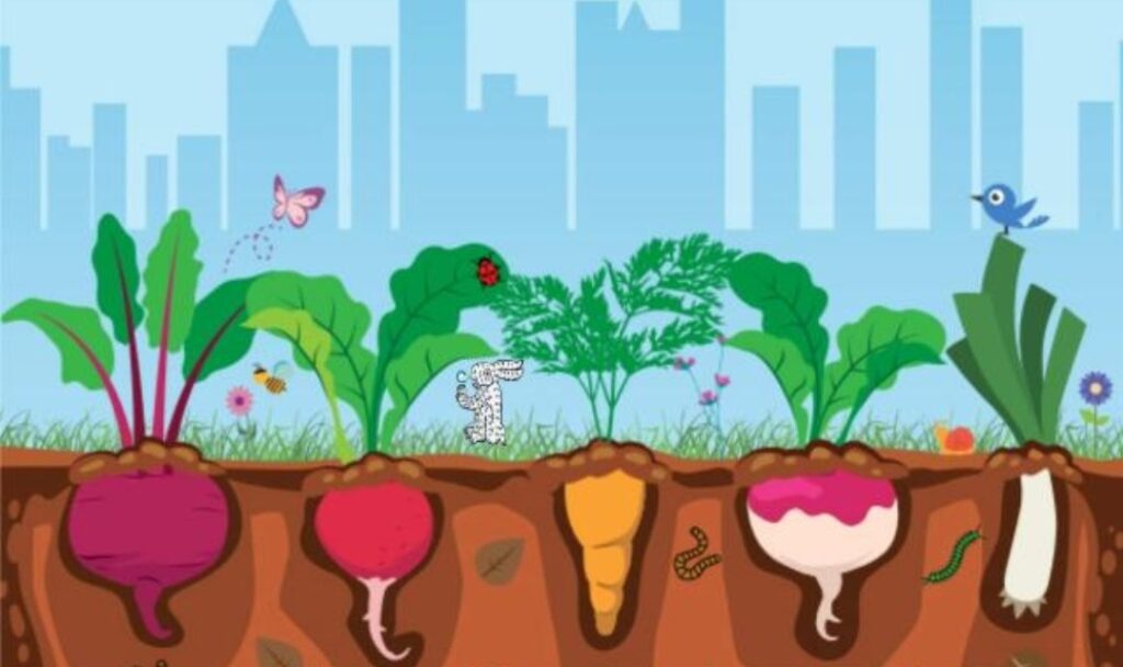 Como planejar uma horta urbana orgânica