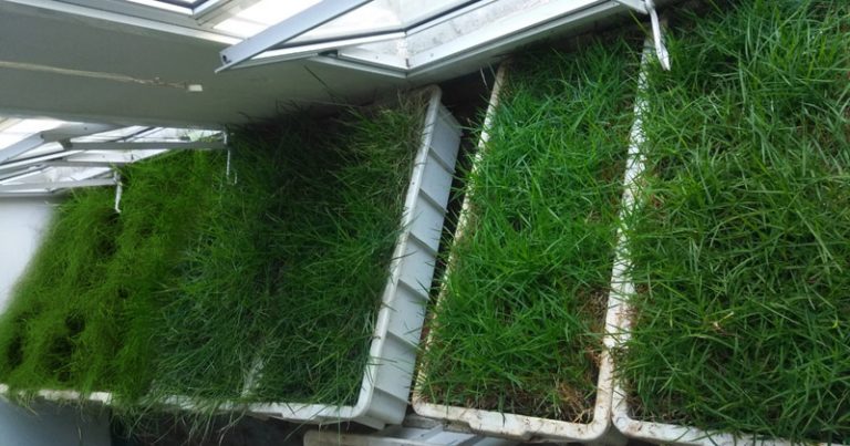 substratos para telhados verdes usp