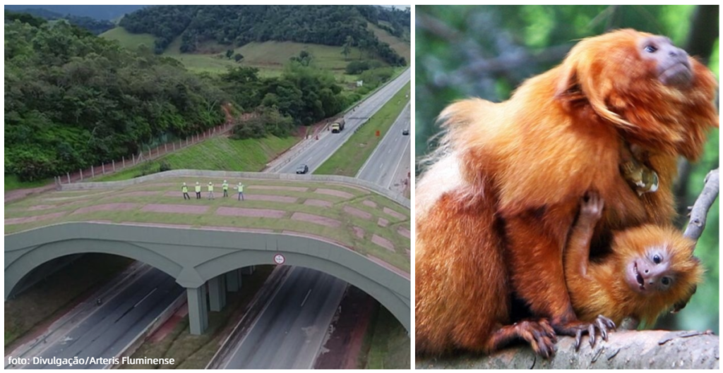 viaduto verde para mico leão dourado