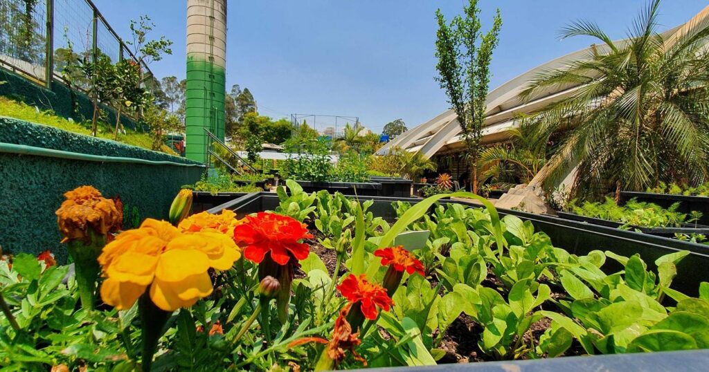 Horta comunitária na favela de Paraisópolis